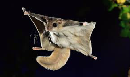 flying squirrel whatsyoursign