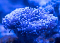 blue sea anemone