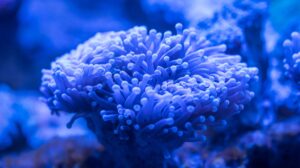 Fake Coral Reefs