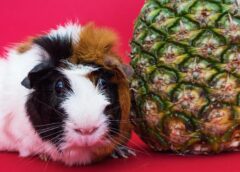 guinea pig and pineapple fruit