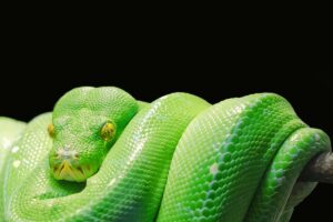 Snakes: The scaled beauties we share our world with